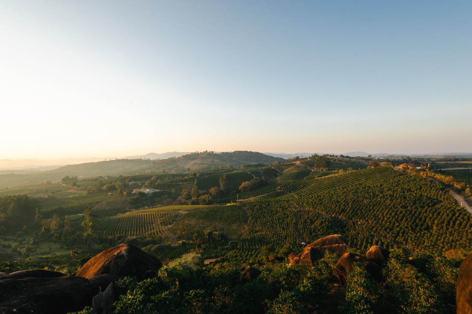 Viñedo